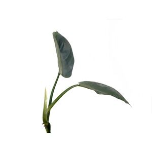 Philodendron Silver Sword - Limited Time Offer